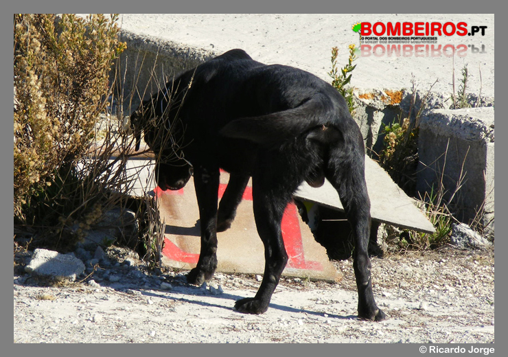 Imagem 45