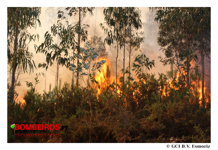 Imagem 11