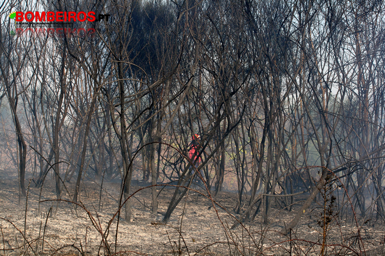 mitra antonio rescaldo