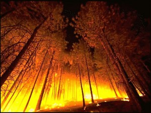 fogo-floresta240212